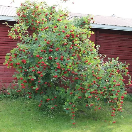 Apartment Huoneisto Omenapuiden Katveessa *